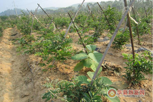 牛大力种植加盟